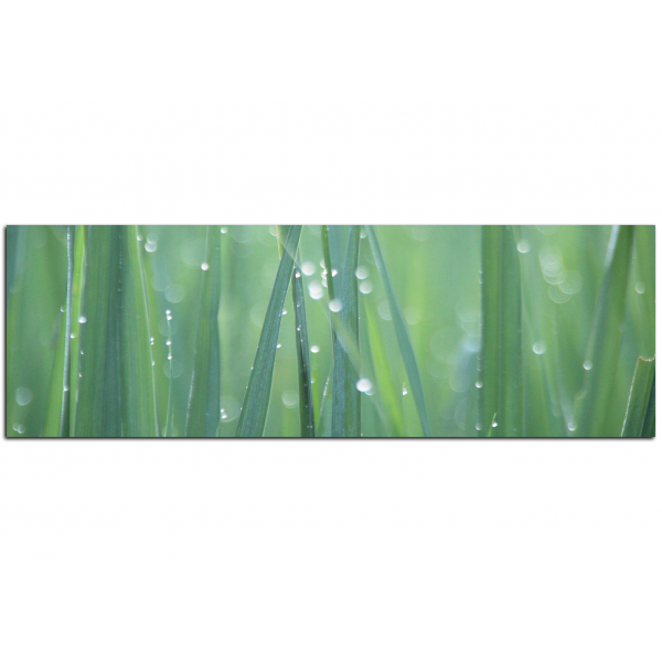 Obraz na plátně - Kapky rosy - panoráma